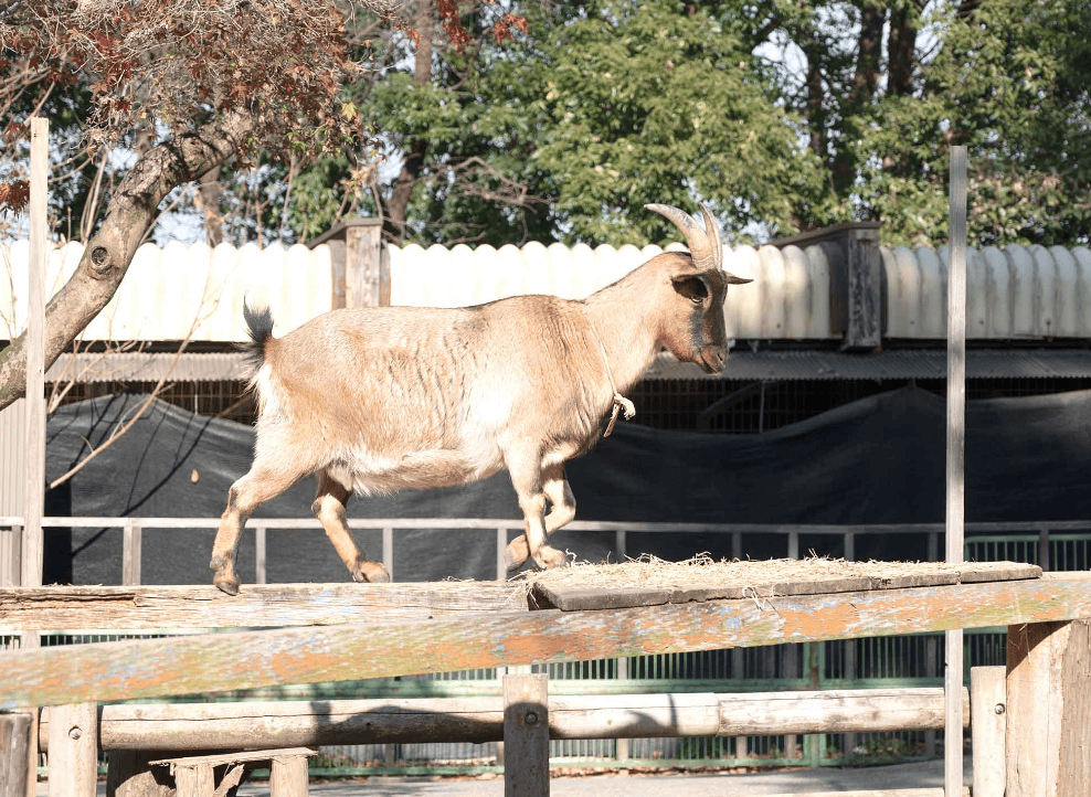 川越公園でプールフィッシング