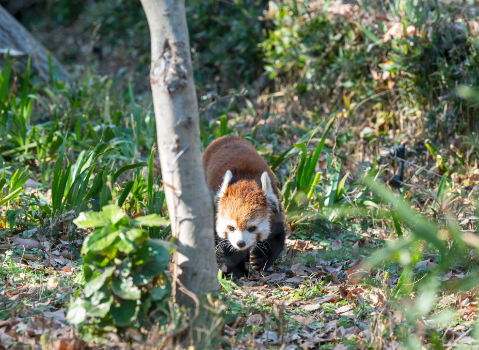 川越公園でプールフィッシング