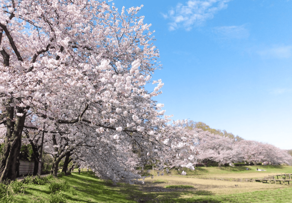 大宮第二公園