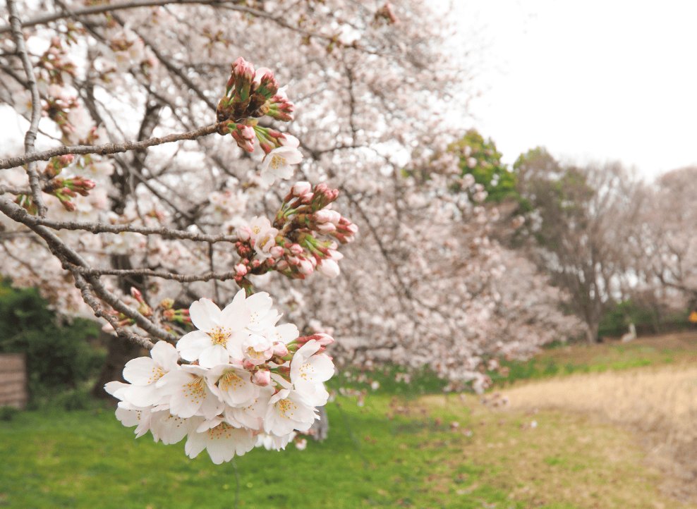 大宮第二公園
