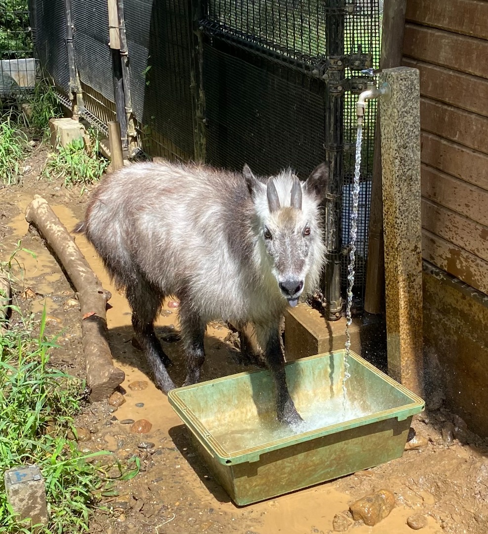 待ちきれないナデシコ