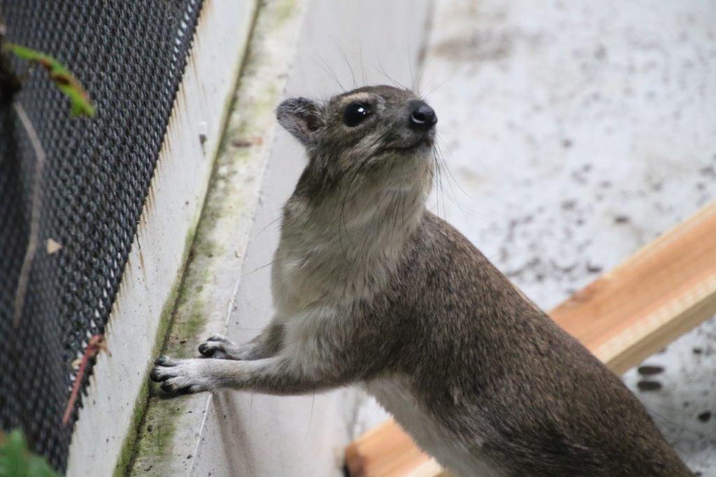 キボシイワハイラックス