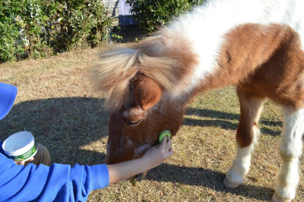 虫よけを塗る