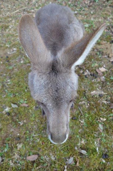 エスの鼻筋