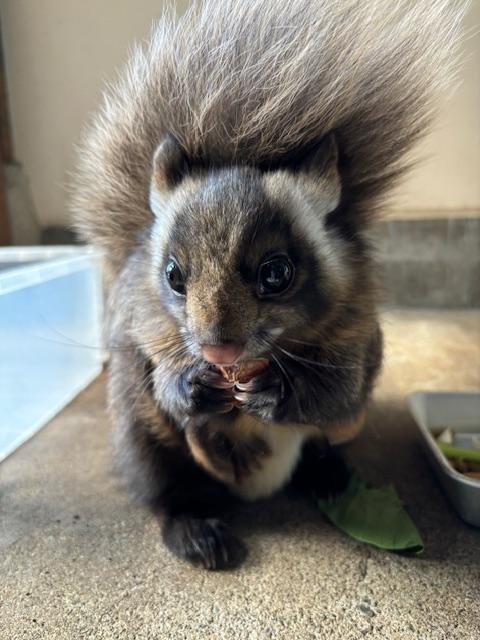 ムササビの写真