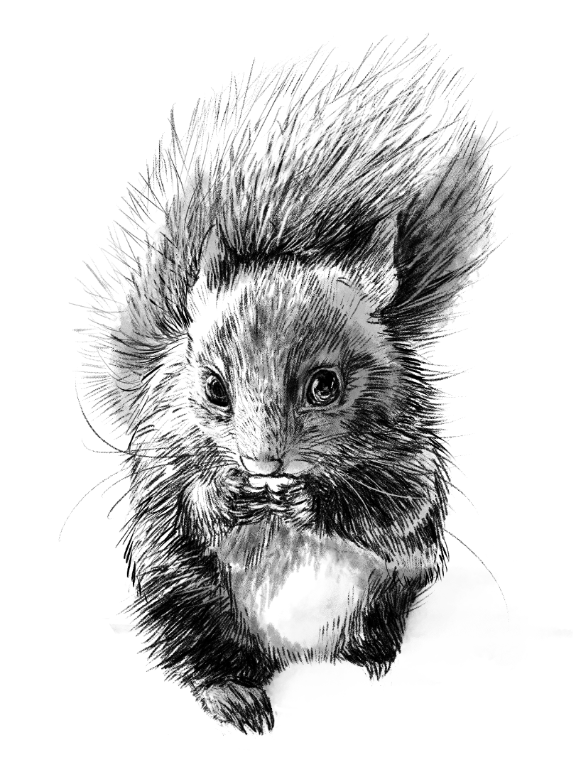 ムササビのイラスト