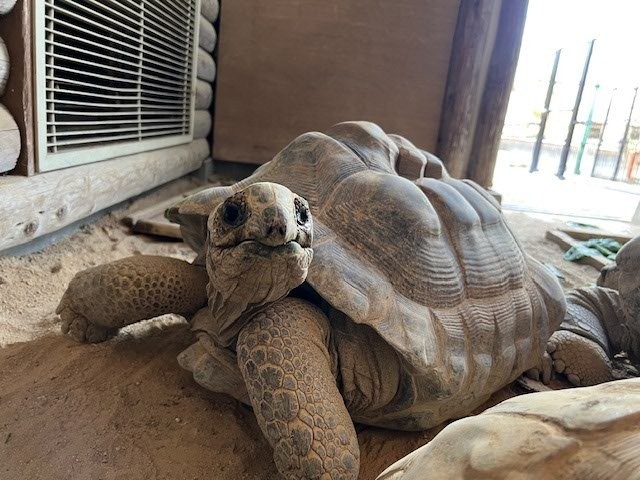 アルダブラゾウガメ