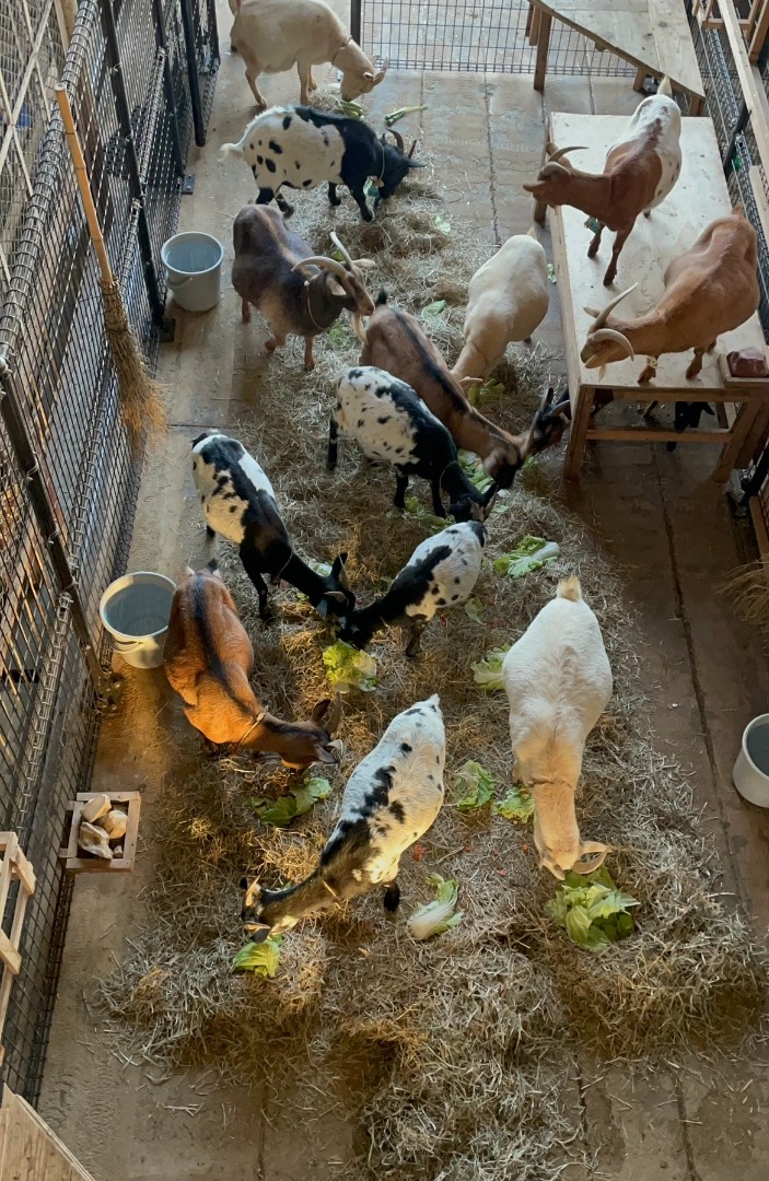 ヤギたちがオーナメントに