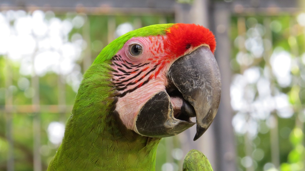 ヒワコンゴウインコの写真