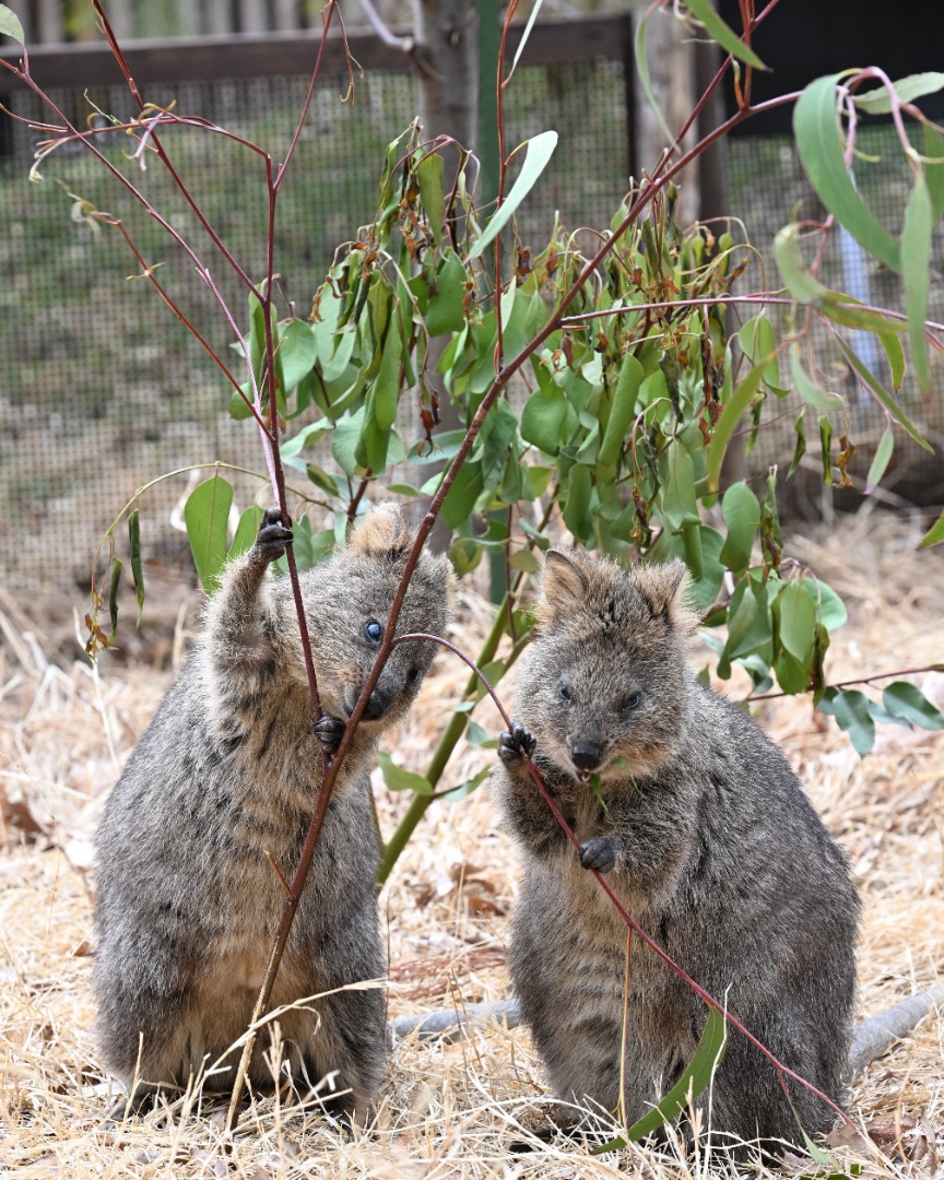 ユーカリを食べるクオッ