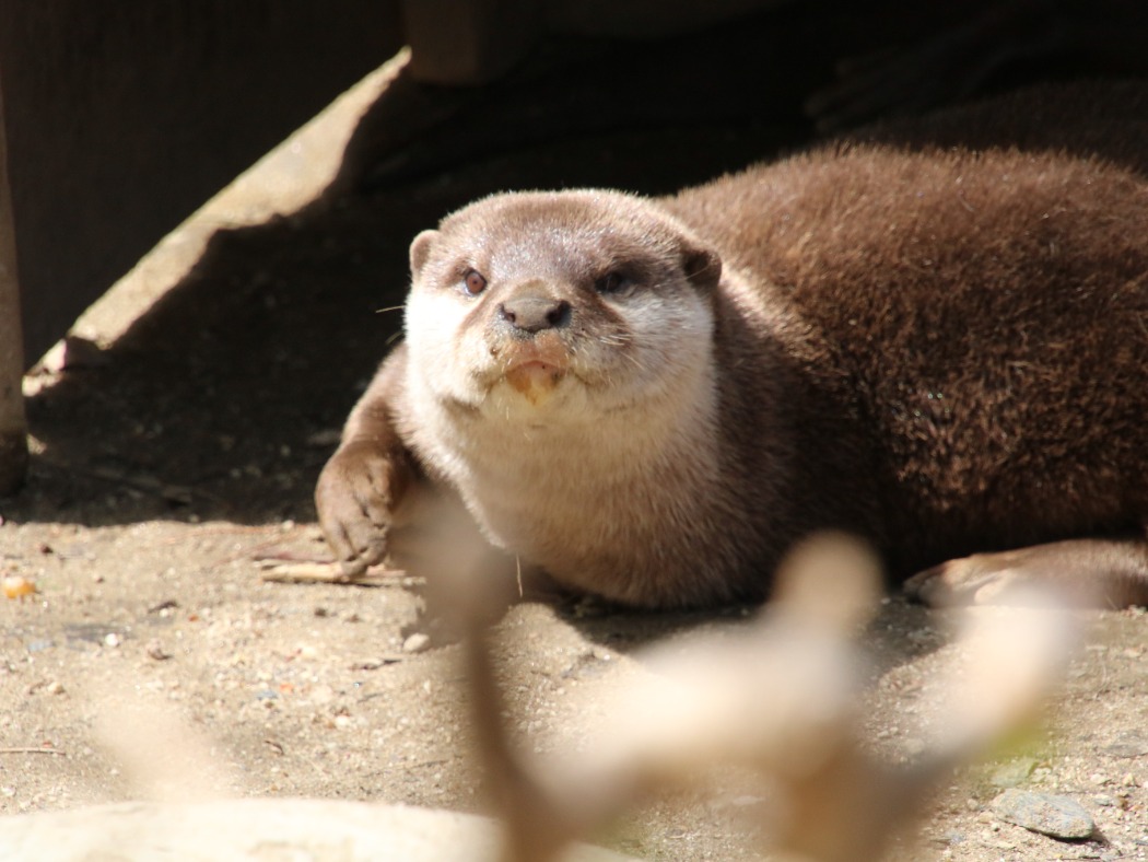 コツメカワウソ