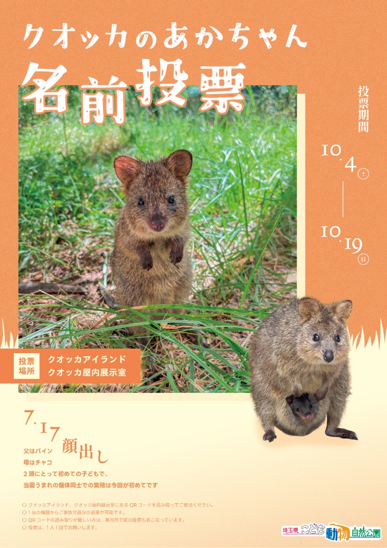 クオッカ名前投票ポスター