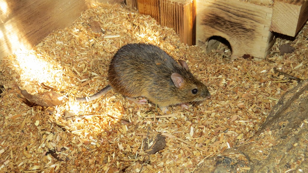 キャプション(編集は画像ボタンから) アマミトゲネズミ
