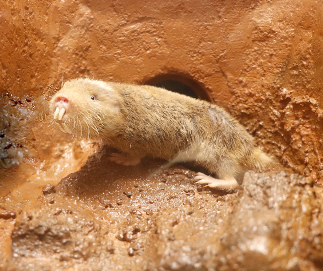 キャプション(編集は画像ボタンから) ダマラランドデバネズミ