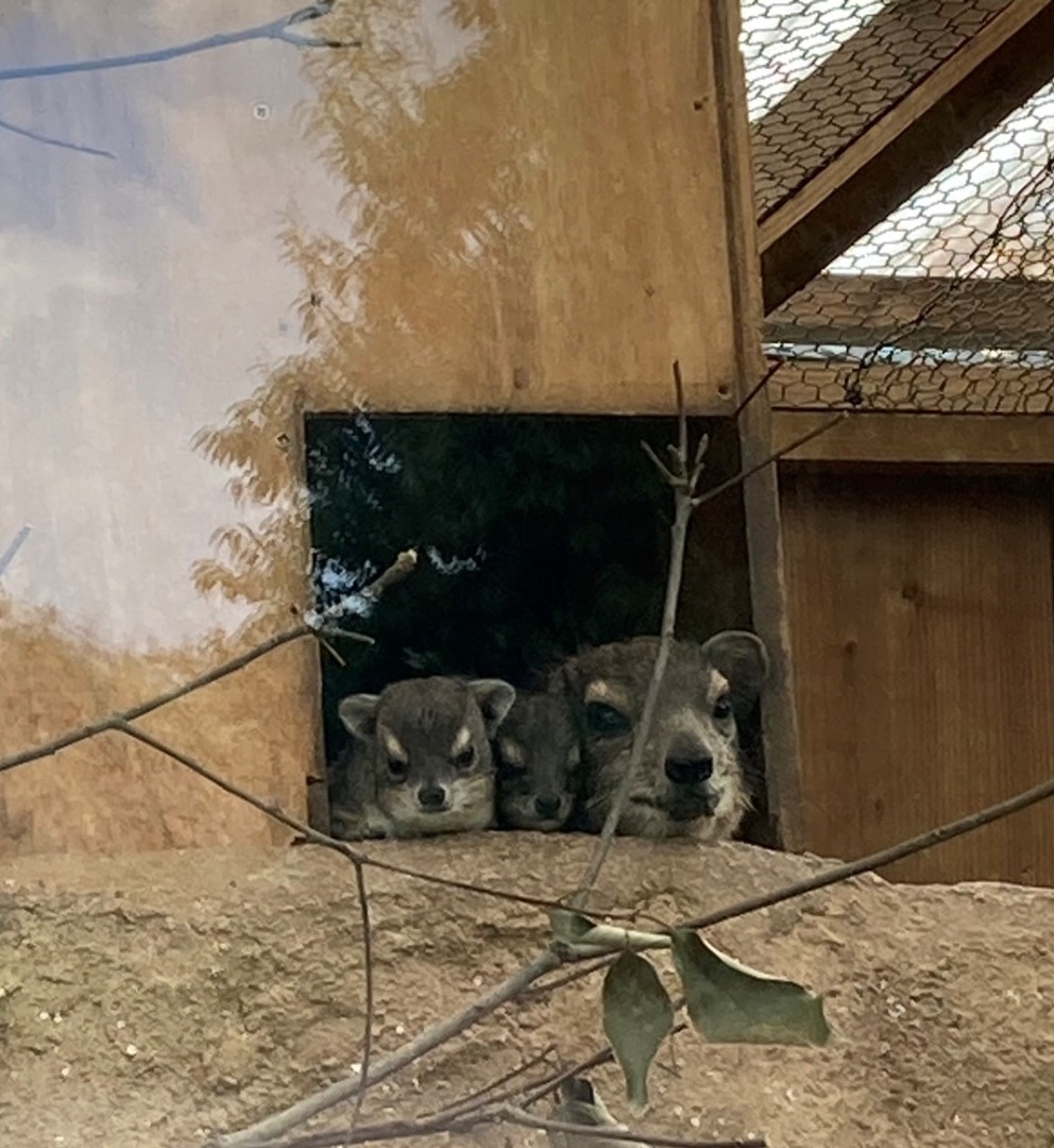 キボシイワハイラックスの親子