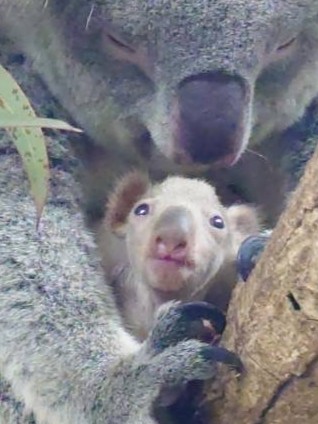 赤ちゃん