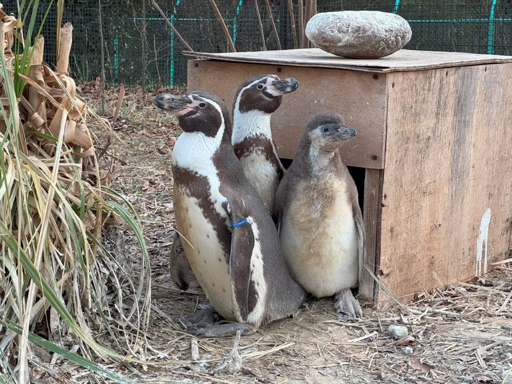 ♂ヒイラギ×♀アオとヒナ