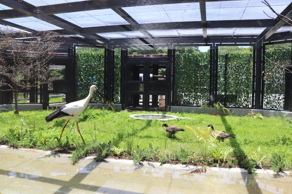 コウノトリとシジュウカラガン コウノトリ