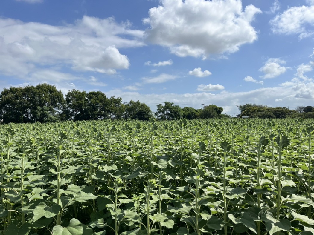 8月8日 8月8